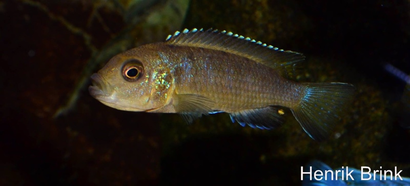 Maylandia melissa 'Chewere'